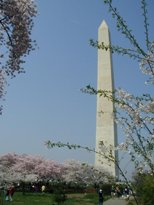 Washington DC Cherry Blossoms